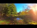 Virtual Run | Stockhill Wood in Autumn | Mendip Hills | 4K POV Treadmill Scenery