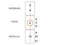 Strokes & The Rule of 4s || USMLE