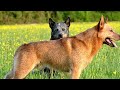 7 Things You MUST NEVER Do To Your Red Heeler