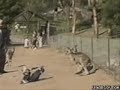 midget gets kicked in the face by kangaroo