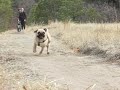 THE FASTEST PUG IN THE WORLD