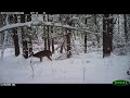 XR6, deer in the snow