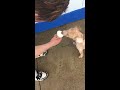 Cute Puppy Loves Ice Cream