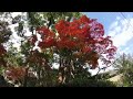 【BGM/自然】秋の紅葉  #KOBE #神戸