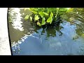 Th big Dragon fish#Video animal big fish Cambodia