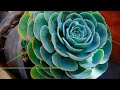 42 Low Sunlight Succulents with names | No Need Sunlight Succulents | Plant and Planting