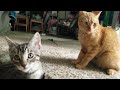 Cat fights kitten