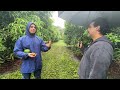 Fruit Tree Experts Discuss Fruit Trees (Part 2)