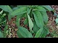 FOOD FOREST GARDEN TOUR | 1ACRE FOOD FOREST | PERMACULTURE SPRING GARDEN