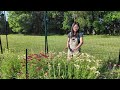 How does second year yarrow (Achillea) perform?