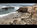 Seal surf party