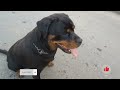 Arya suyu çok seviyor #rottweiler #arya