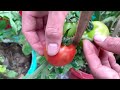 Using paint buckets to grow Tomatoes on the Terrace, many fruits and easy