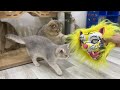 Funniest Animals 2024 🤩 New Funny Cats and Dogs 😻🐶 Part 27