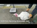 Ayam Kalkun Bentuk nya Mengerikan / Ayam Kalkun Bule