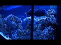 265 Gallon Saltwater Aquarium