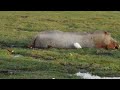 Africa River Horse Feeding Rampage