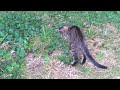 Real forest cat and mouse fight ? - Funny August 2014