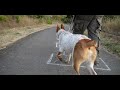 WARNING: Dog Walk Turns Into Nightmare in Intense Horror Movie Trailer!