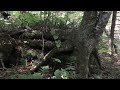 Birch, Sweet Birch: New England's Forest Birches