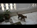 Stray Cat too polite to pe* on the terrace floor