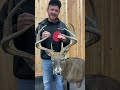 How to Repair Broken Antlers on a whitetail
