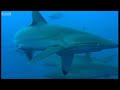 Why are Thousands of Sharks Gathering Here? | Blue Planet | BBC Earth