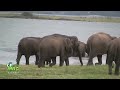 Herd of elephants at the Minneriya national park !