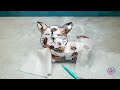 Cómo hacer gatitos de papel y rescatar a mamá gato || Manualidades divertidas