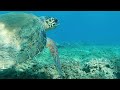 Snorkeling - Crete 🐠 Sea turtle, Octopus...