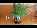 How to grow green onions from onions super simple at home