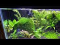 Planted aquariums and terrariums