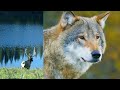 How Wolves Brought Yellowstone Back to Life