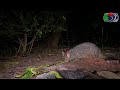 Common Brush-tailed Possum feeding , Interesting survival behavior