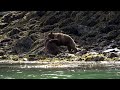 Epic Bear Fight - NO MUSIC...Full length