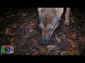 Dingo feeding at night in the forest