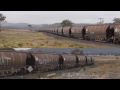 Not another coal train : Australian Railways