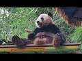 婷仔咬手手，很可爱【Panda：♂婷仔Ting Zai】广州长隆野生动物世界#大熊猫 #panda