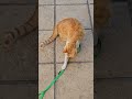 CUTE CAT SAFFRON CATCHES A LIZARD! 😻♥️ #cutecats ##funnycats #gingercat #lizard