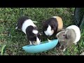 Relaxing Guinea Pig Video Ft. Catalina Love