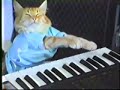 cat piano