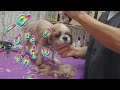 Grooming a Shihtzu & Chihuahua, bath & haircut