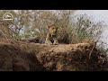 15 Bad Moments Leopards Get Injured While Picking The Wrong Prey | Animal Fight