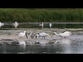 Le ballet des spatules à l'heure du casse-croûte - Marais du Crotoy - Juillet 2018