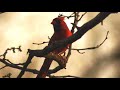 Cardinal Singing & Call Sounds