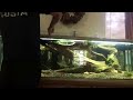 Keeping a wild bass in a home aquarium.