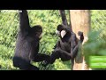 Gibbons swing into ZSL London Zoo