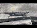 Iguana in the wild, Florida! 🦎