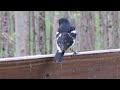 Rose Breasted Grosbeak Eats a Sunflower Seed #shorts