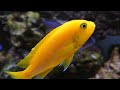 Loads Of Yellow In This Malawi Mbuna Cichlid Tank
